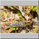 Tolmerus cf cingulatus - Raubfliege - Sandgrube Niedringhaussee 12mm m01a.jpg